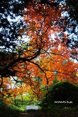 Tree & Tomb