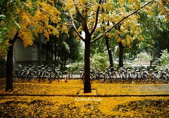 Tree & Leaves