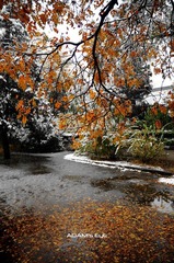 Leaves@PKU
