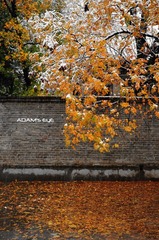 Leaves@PKU