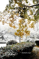 Branch@PKU