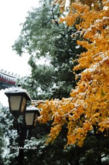 Leaves@PKU