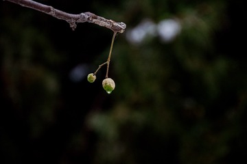 1000018032
