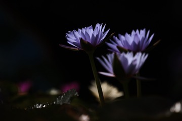 183BCFAE-62E4-4C9D-975E-0028B5AA1FC1/L0/001