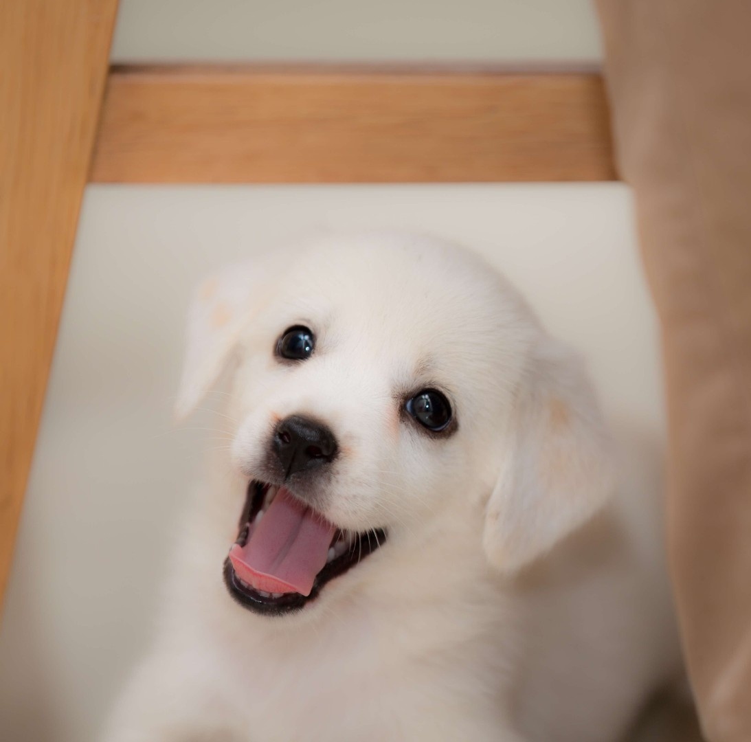 中华田园犬小白治愈系