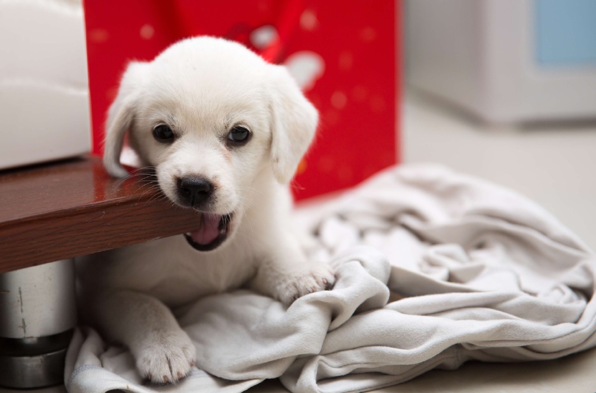 中华田园犬小白治愈系