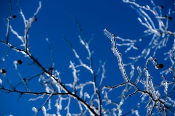 20170113-_DSC5379
