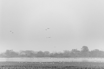 _DSC2250_1