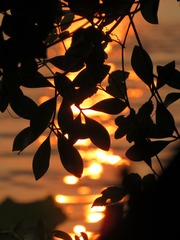 D5F8E9CA-B088-4D4C-95A1-948991C488DF/L0/001