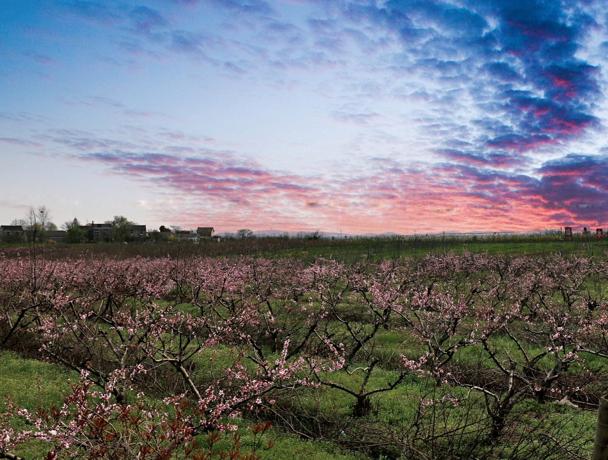 果园- md田园风光 - 图虫