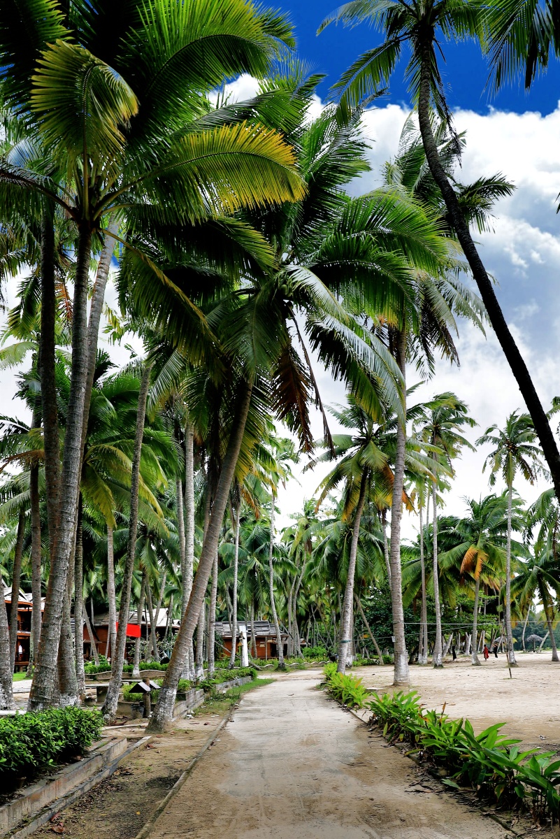 椰树林 - md田园风光 - 图虫