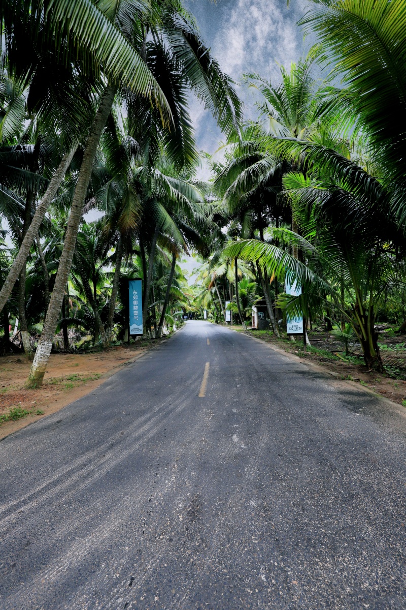 椰树林 - md田园风光 - 图虫