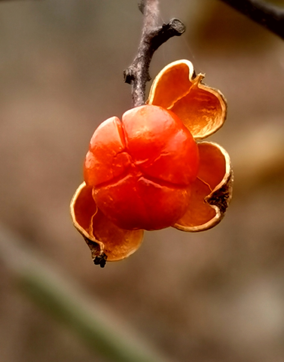 一味野生中草药:南蛇藤果 - 松生空谷57 - 图虫