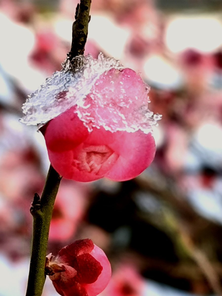 雪中红梅报春来