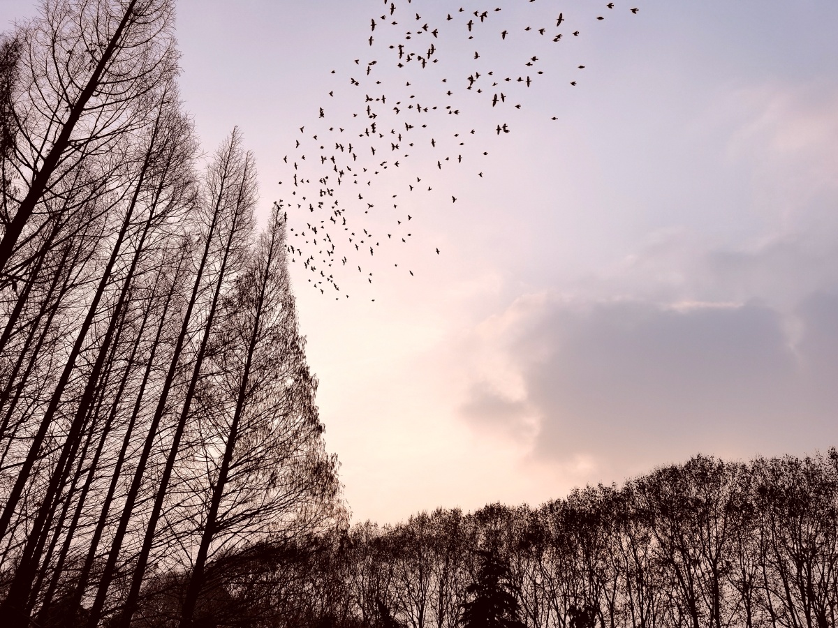 1/137火烛一花精品摄影河北摄影家俱乐部这个影子有点意思中国手机