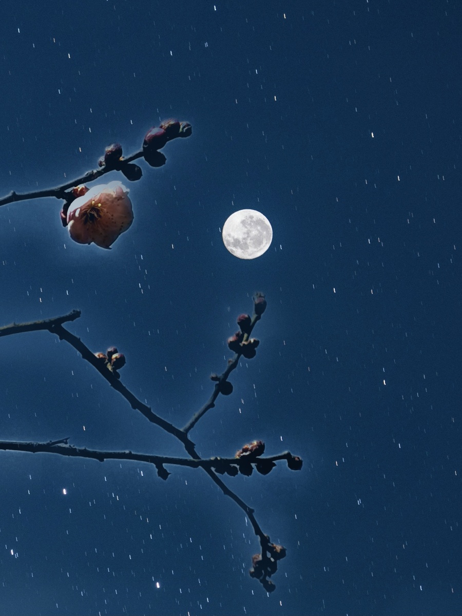 月下赏梅