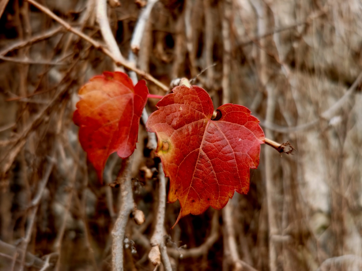 冬叶- 松生空谷57 - 图虫