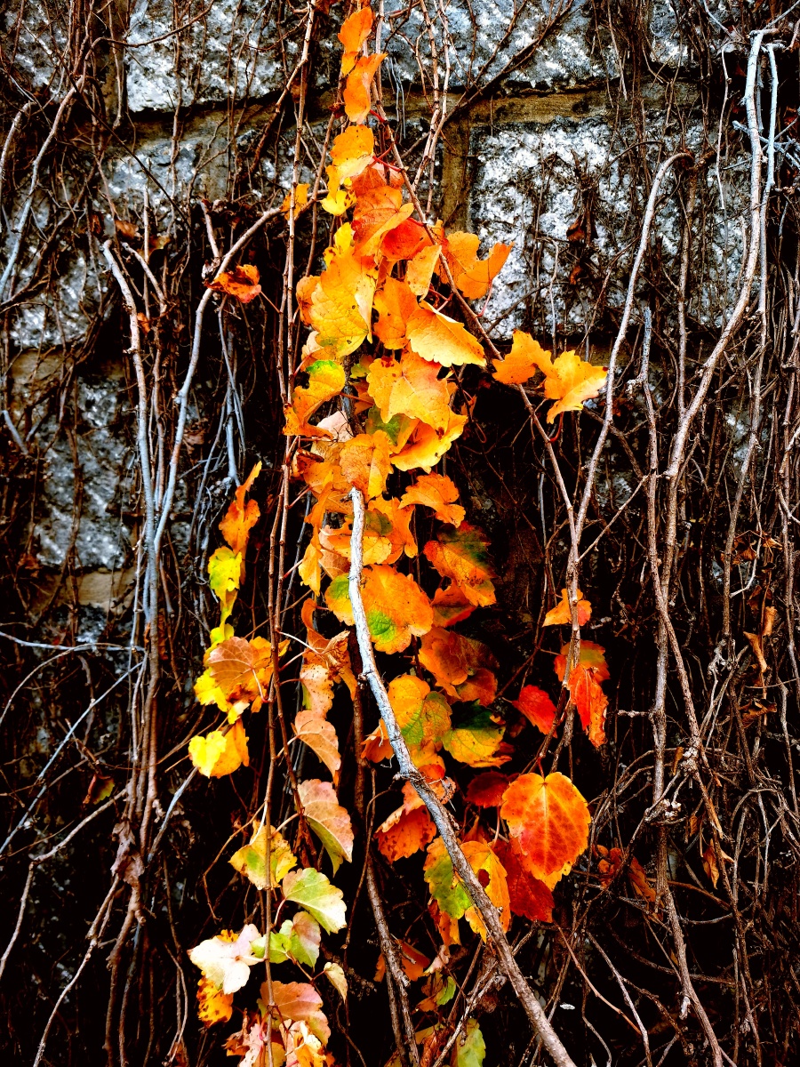 冬叶- 松生空谷57 - 图虫