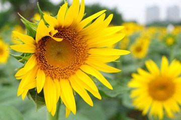 2016_0923_10015100