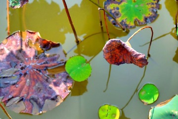 IMG_20161015_142608