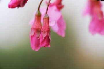 2017_0220_04355200-01