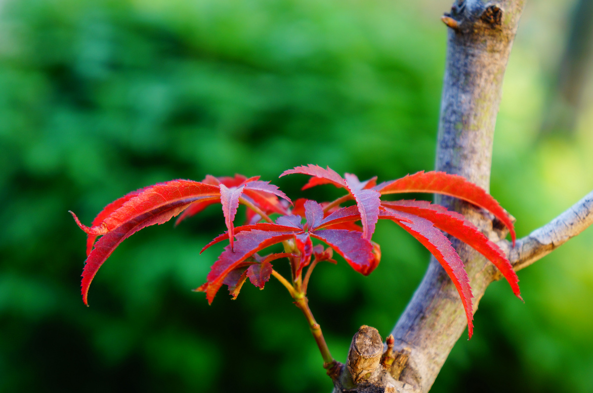 七棱枫叶红