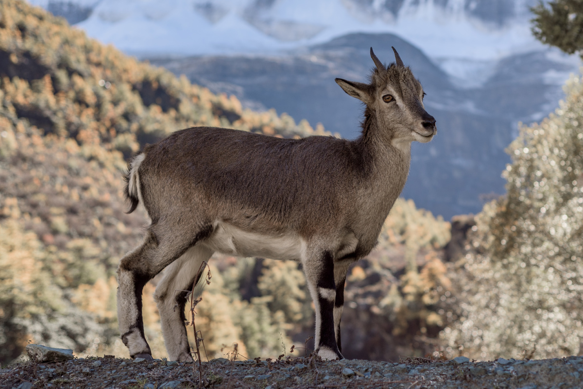 稻城亚丁国家二级保护动物野生盘羊
