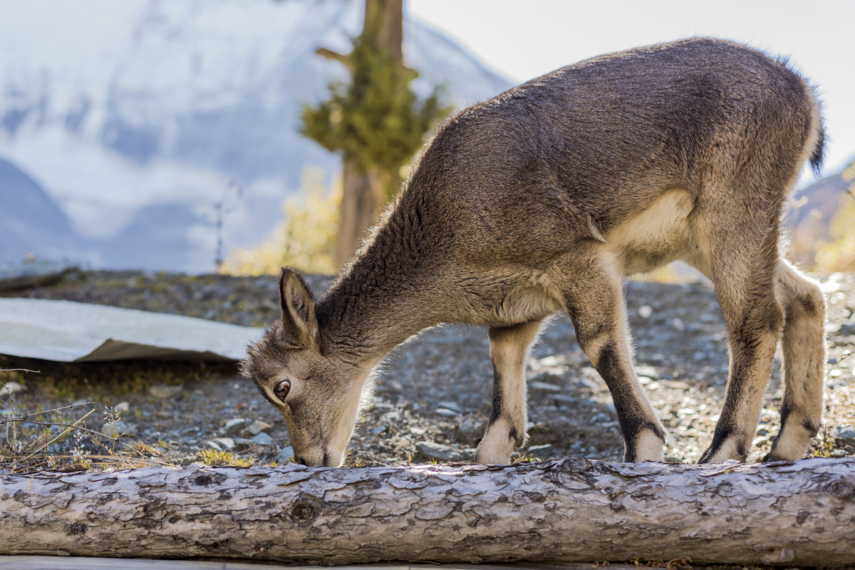 中国四川西部稻城亚丁风景区野生盘羊