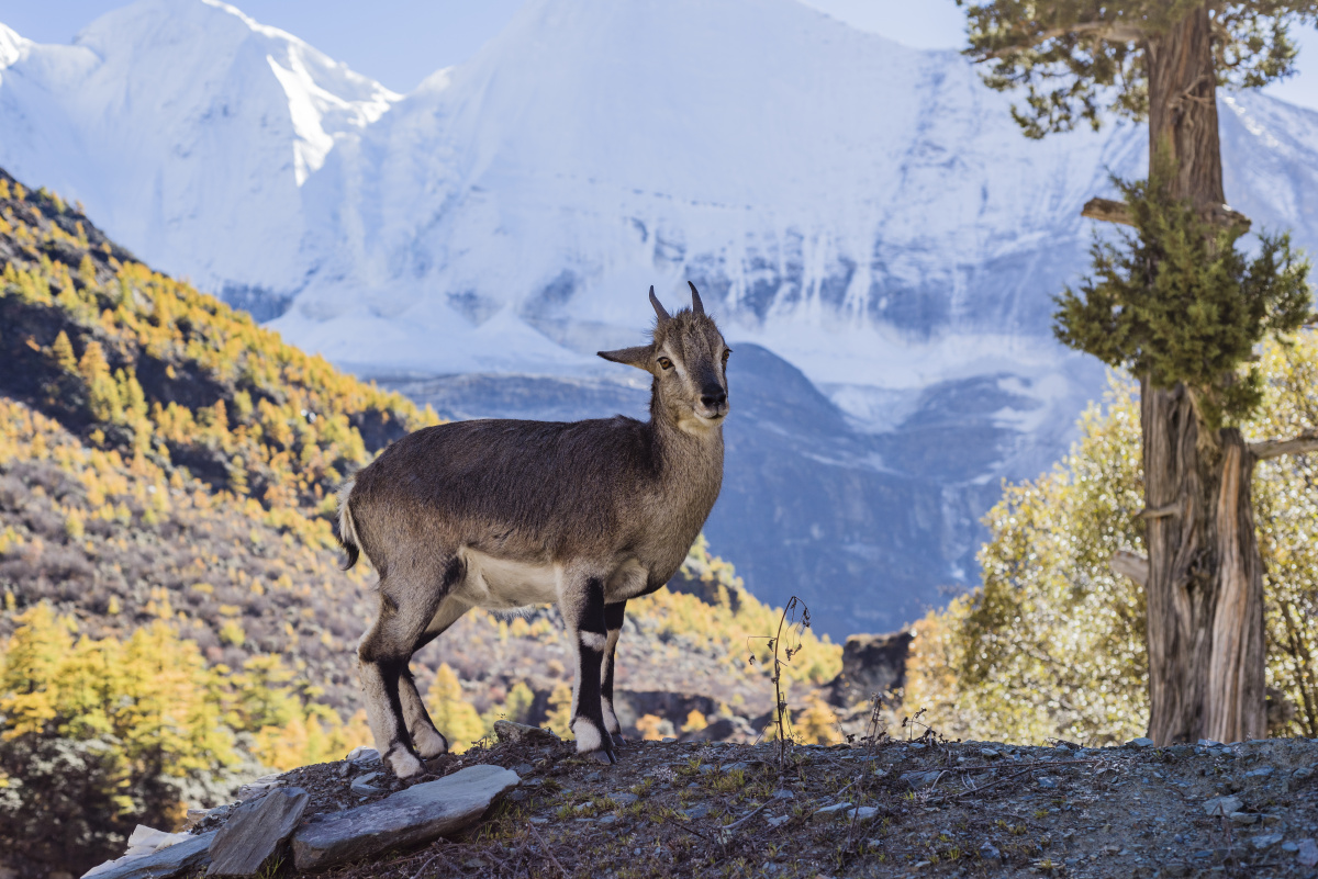 中国四川西部稻城亚丁风景区野生盘羊