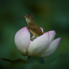 DSC_4347---好