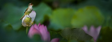 作品《我的歌声》-13608499167--王树贵 摄