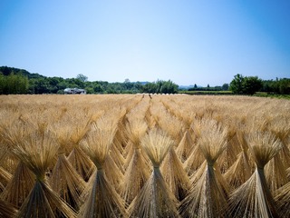 A50C69CA-53E8-455D-A806-08D3D882B3A4/L0/001