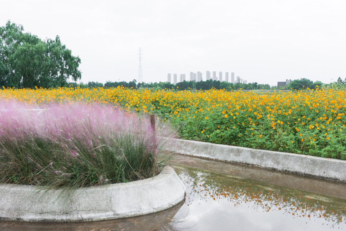 南京滨江公园左岸花海