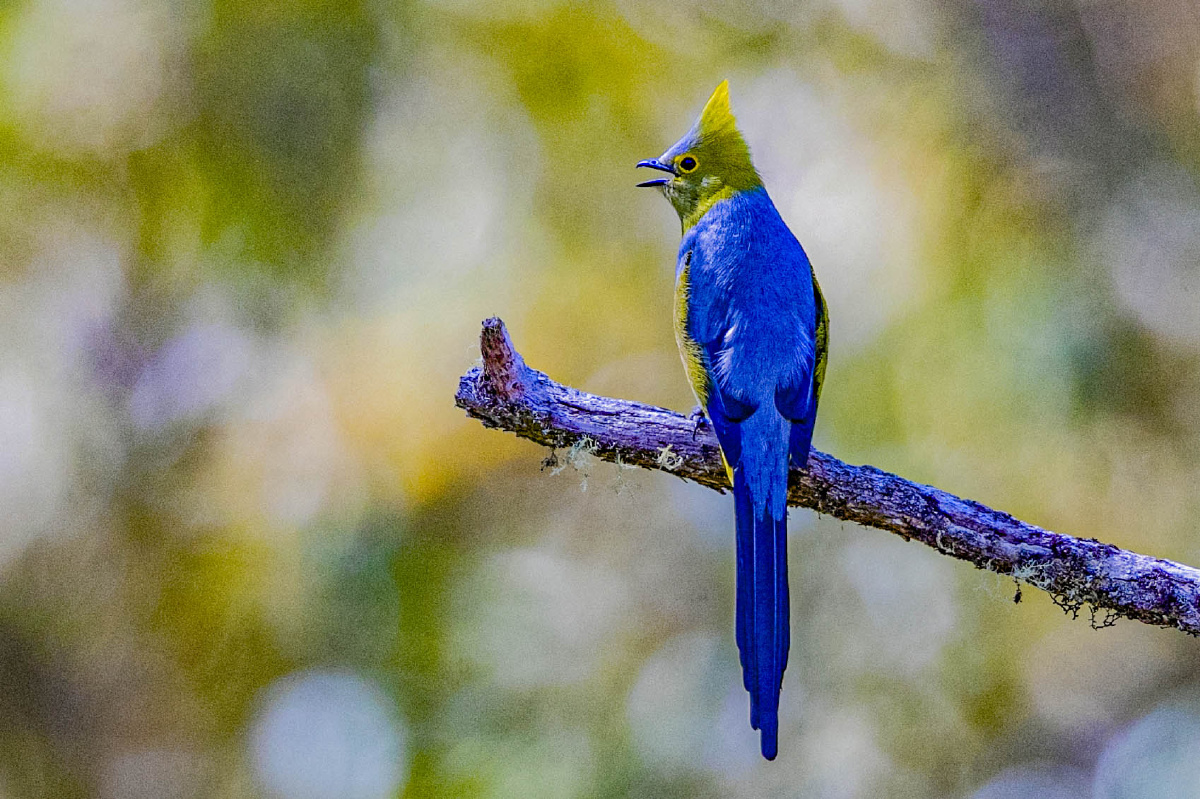 长尾丝鹟摄于哥斯达黎加