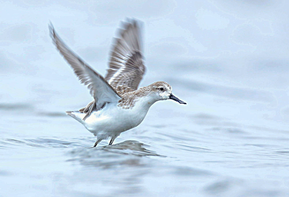 勺嘴鹬摄于江苏如东