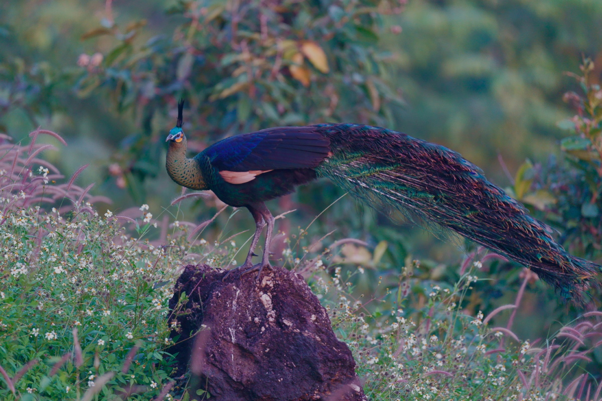野生绿孔雀摄于泰国