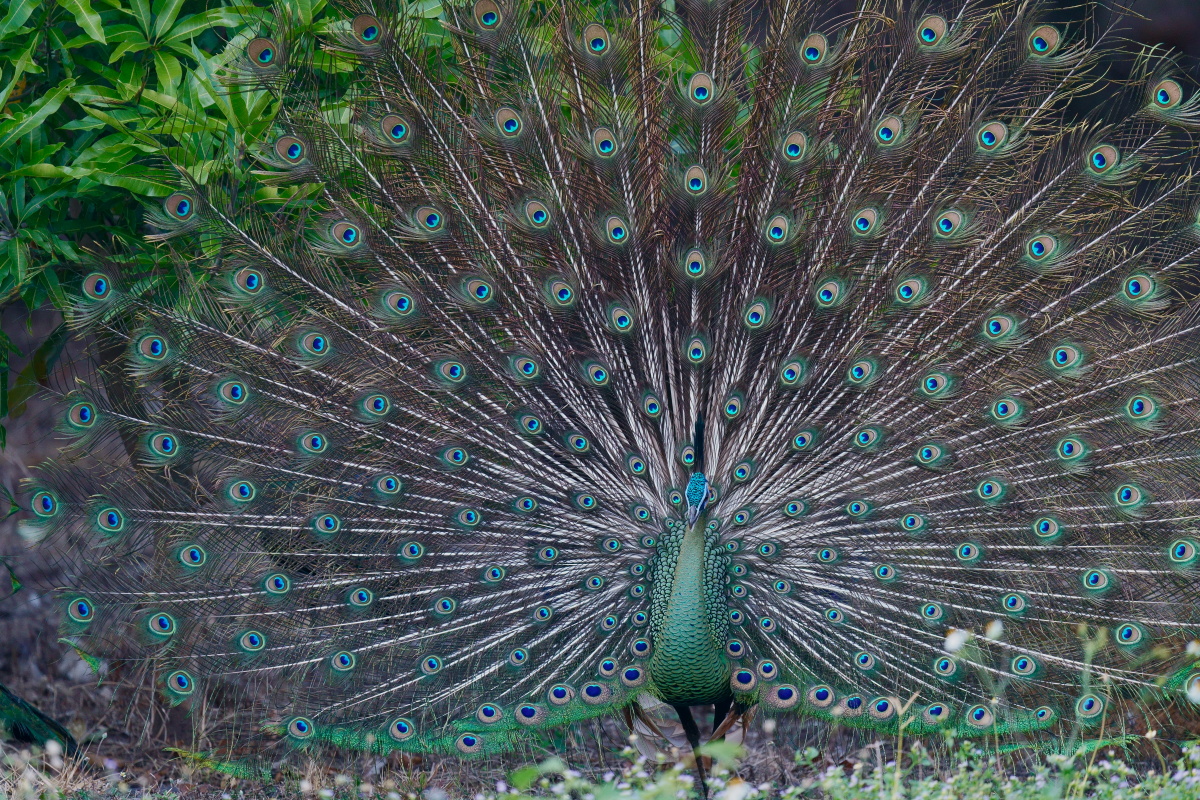 野生绿孔雀摄于泰国