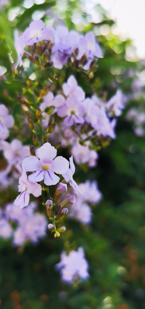 浅秋花梦假连翘花果繁茂