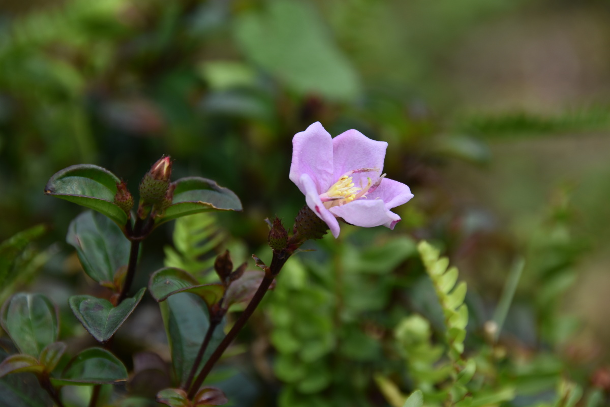 闽南暖秋里地稔花开