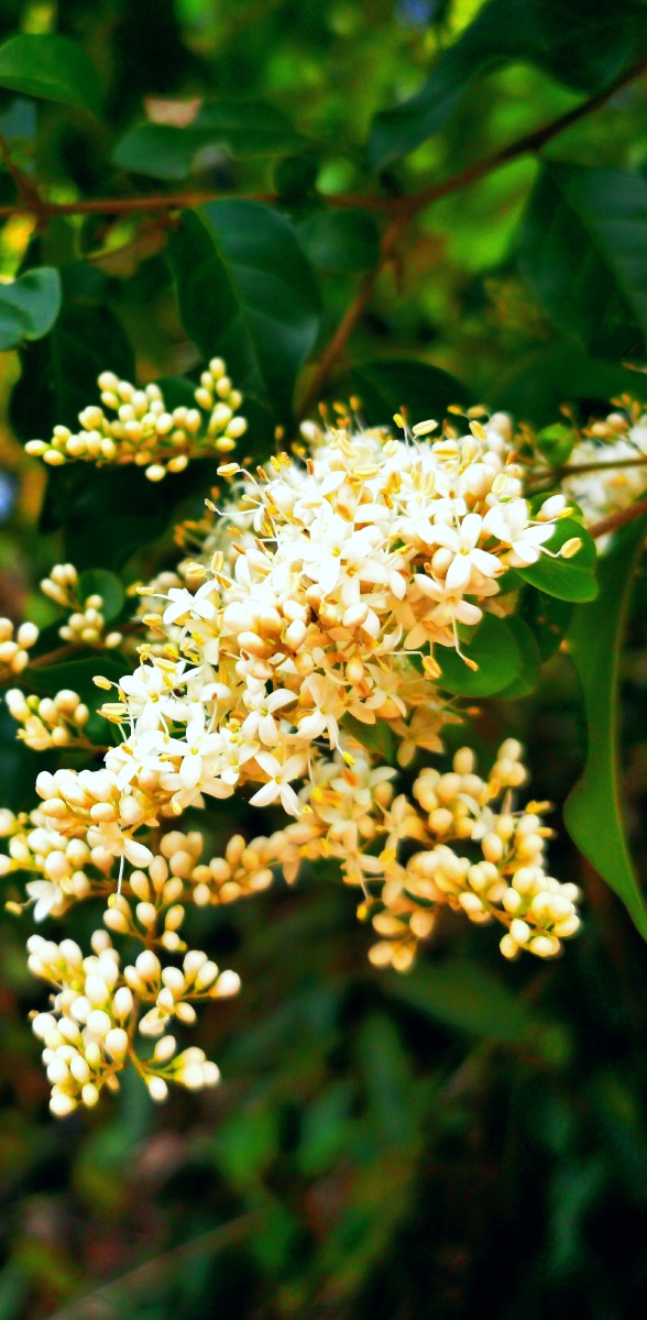 永春县的春天(34),阳春三月,小蜡树开花,簇簇白雪压枝头,浓香四溢.