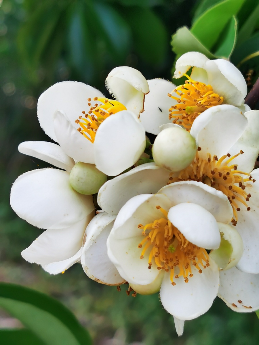 木荷开花,永春县山里已盛夏木荷(学名:schima superba gardn.