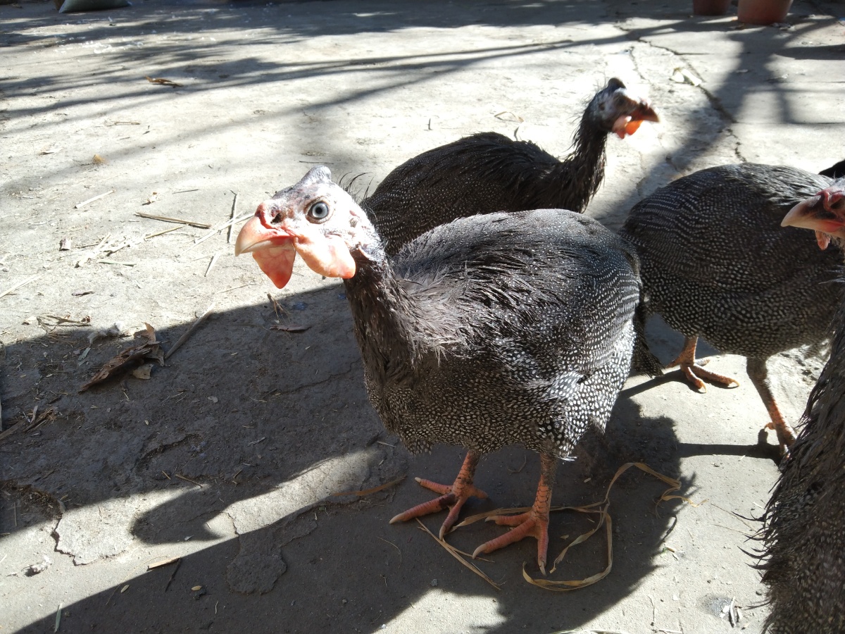 农村散养珍珠鸡