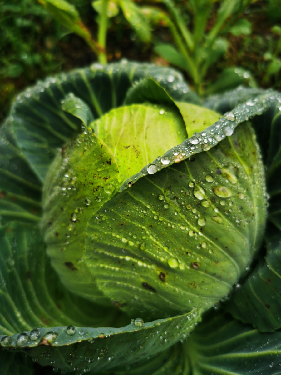 雨后菜园里的甘蓝 包菜又叫做卷心菜,结球甘蓝,圆白菜,疙瘩白,洋白菜