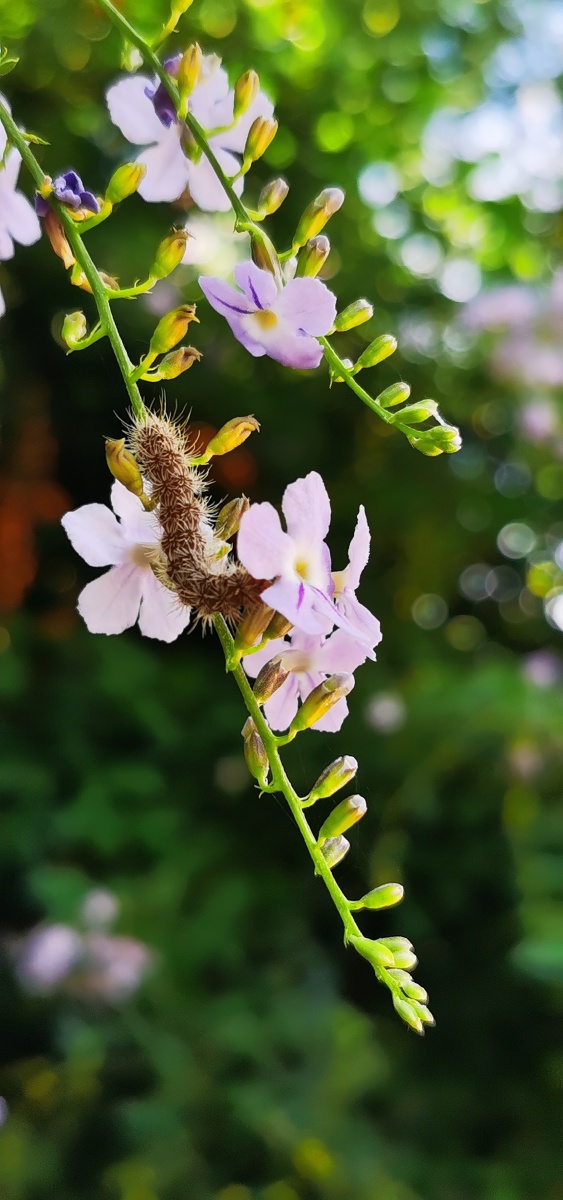 浅秋花梦假连翘花果繁茂