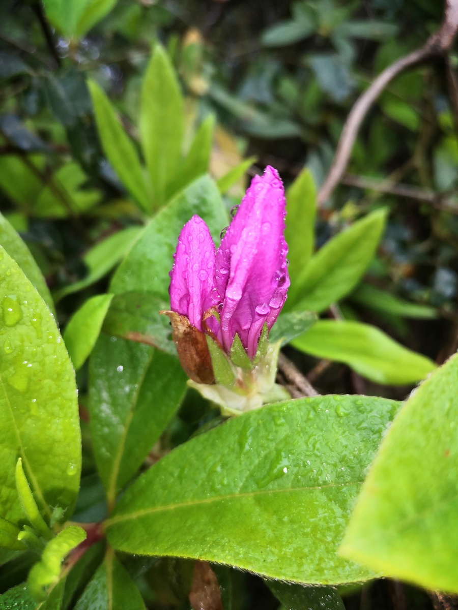 锦绣杜鹃花苞水珠