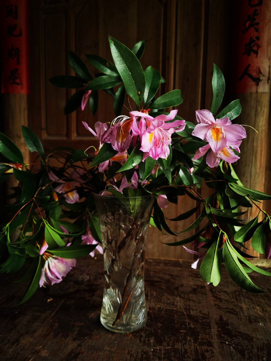 永春县的春天(十三),山里寻花记,丝线吊芙蓉,为杜鹃花科植物毛棉杜鹃