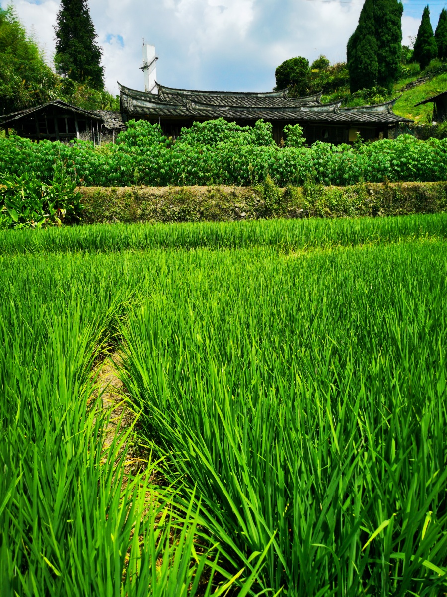 大田县吴山乡探亲山村田园盛夏景象