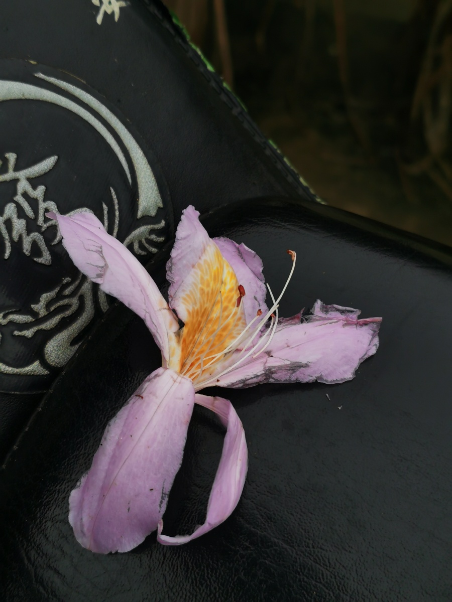 永春县的春天(十三),山里寻花记,丝线吊芙蓉,为杜鹃花科植物毛棉杜鹃