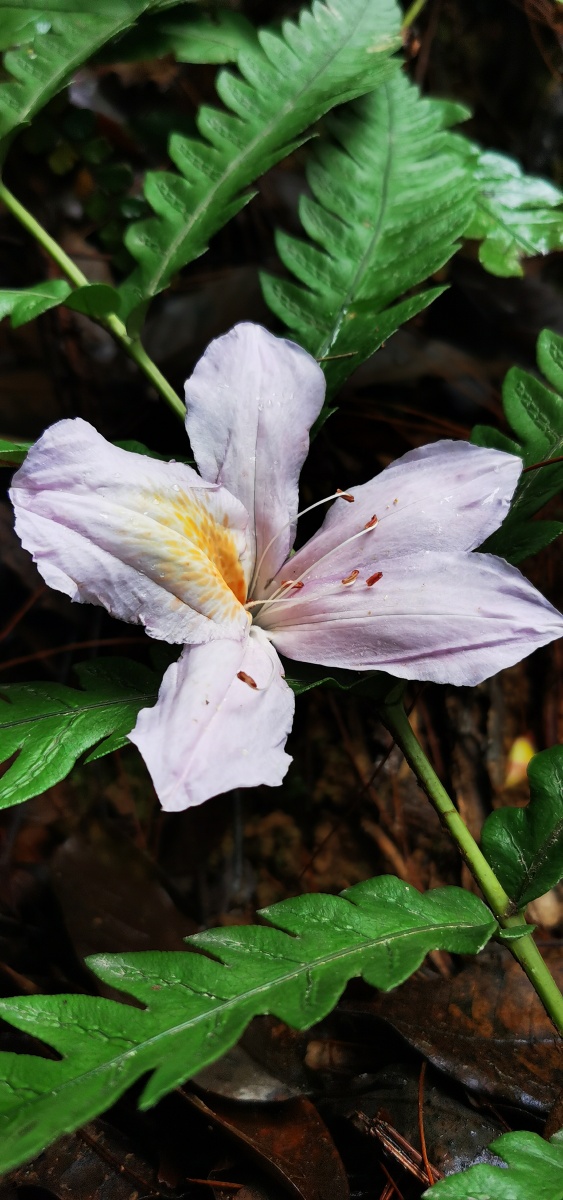 永春县的春天(十三),山里寻花记,丝线吊芙蓉,为杜鹃花科植物毛棉杜鹃