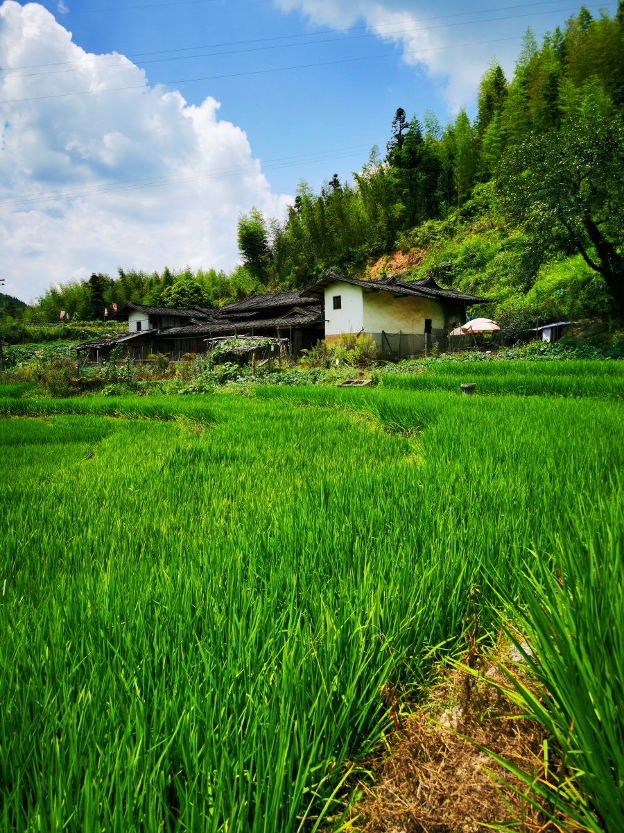 大田县吴山乡探亲山村田园盛夏景象